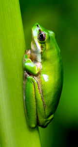 Green frog