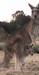 Kangaroo